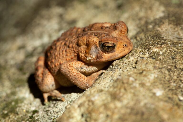 American toad