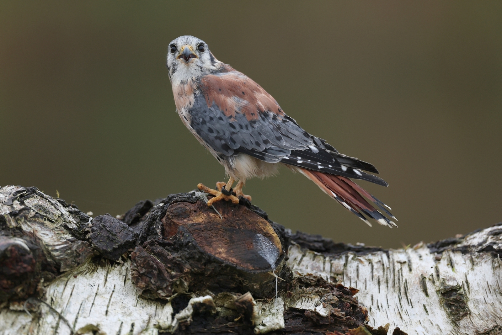 bird (featured image)