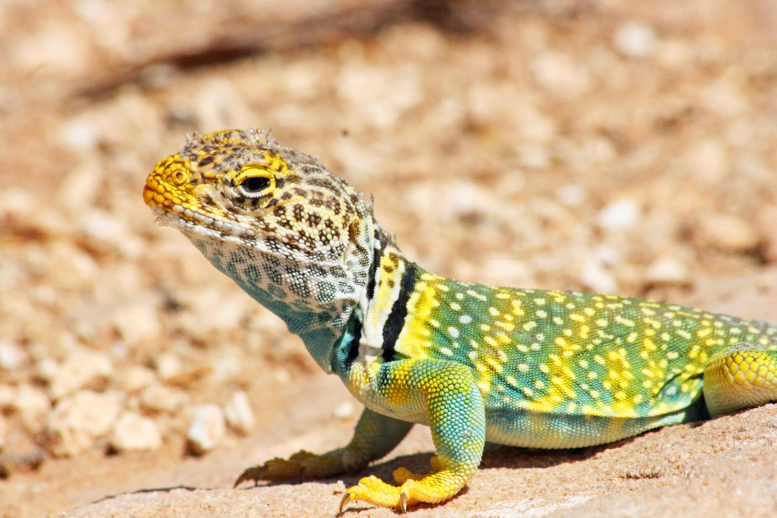 Eastern Collared Lizard