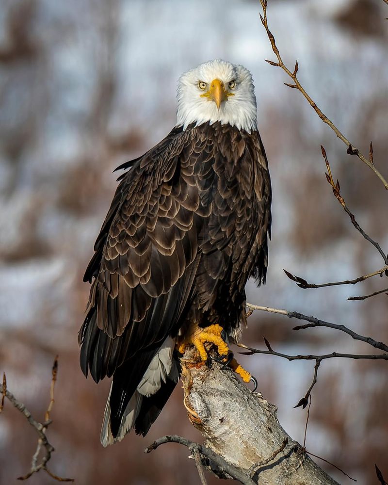 Bald Eagles: America's Protected Symbol