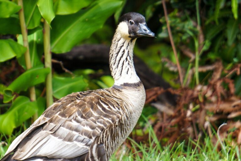Nene goose in a Hawaiin forest