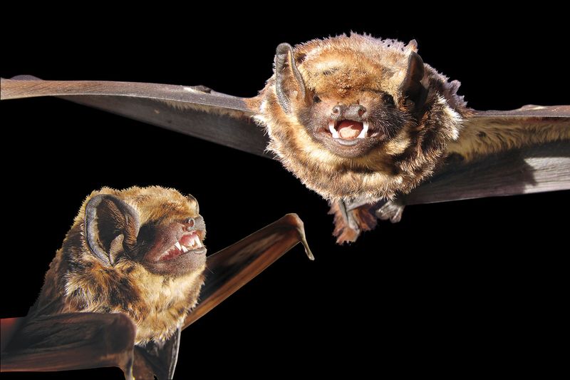 Hawaiian Hoary Bat