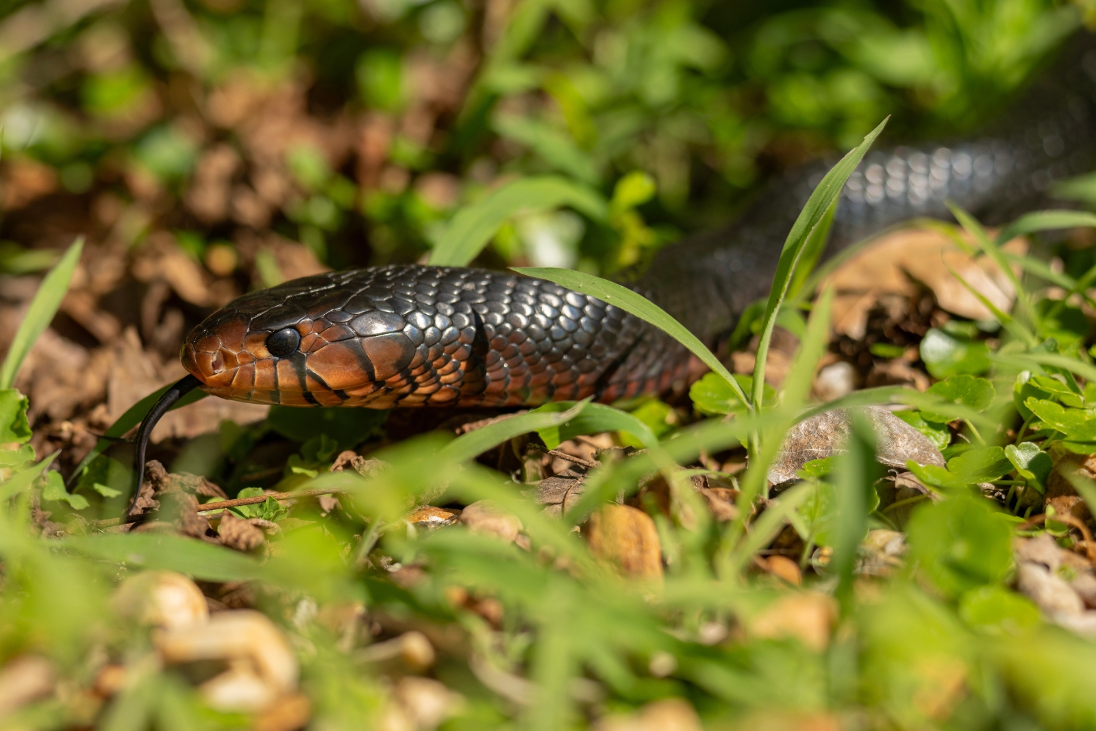 10 Creatures You’re Legally Not Allowed To Remove From Your Alabama Home Or Garden