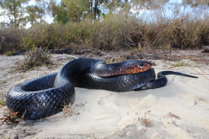 Eastern Indigo Snake
