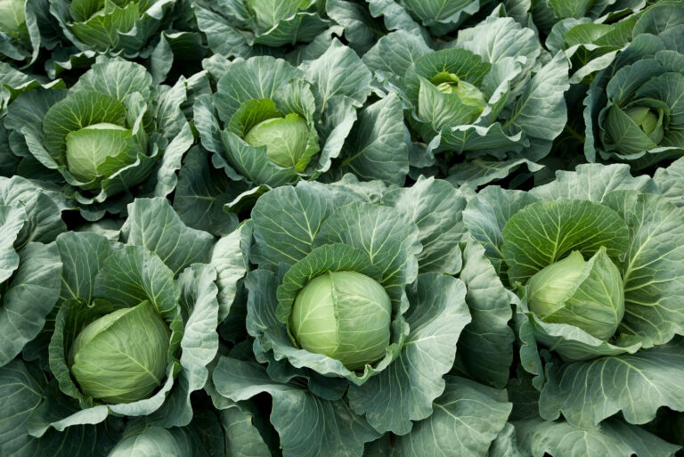 vegetables (featured image)