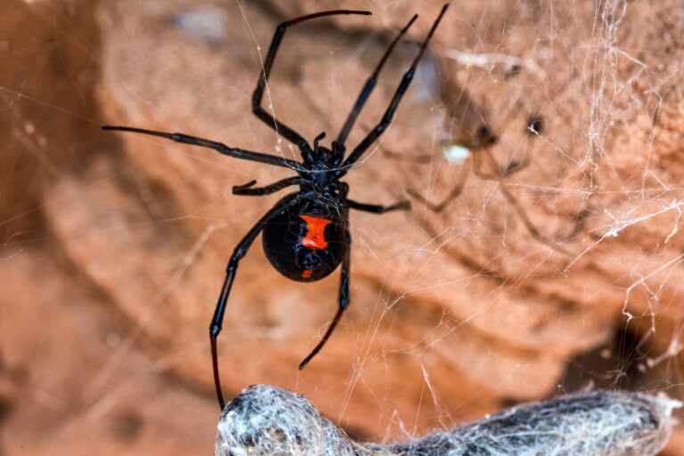 black widow spider