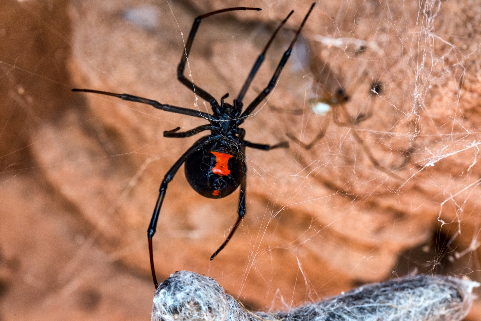 10 Dangerous Indiana Creatures Every Resident Should Recognize