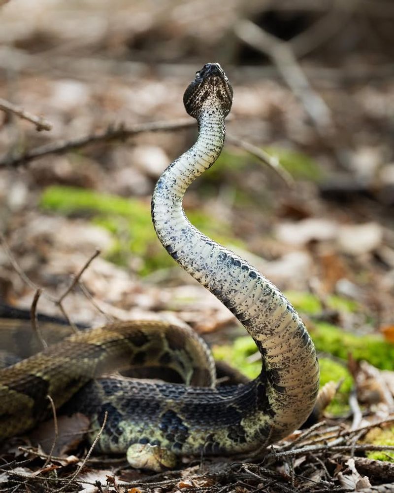 Timber Rattlesnake: The Woodland Viper