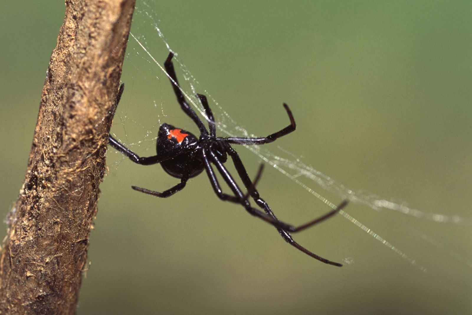 10 Dangerous Insects Colorado Homeowners Should Eliminate Before Winter Hits