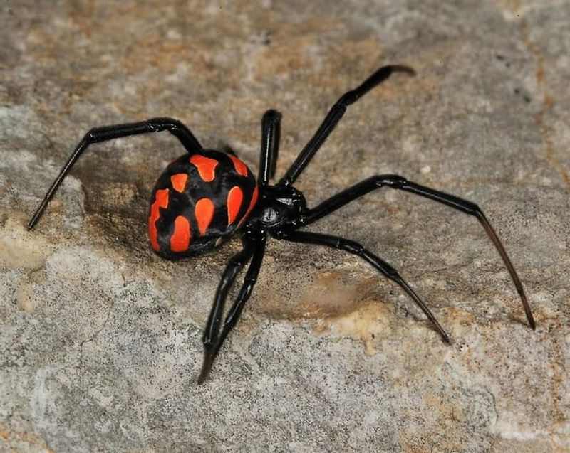 Black Widow Spiders