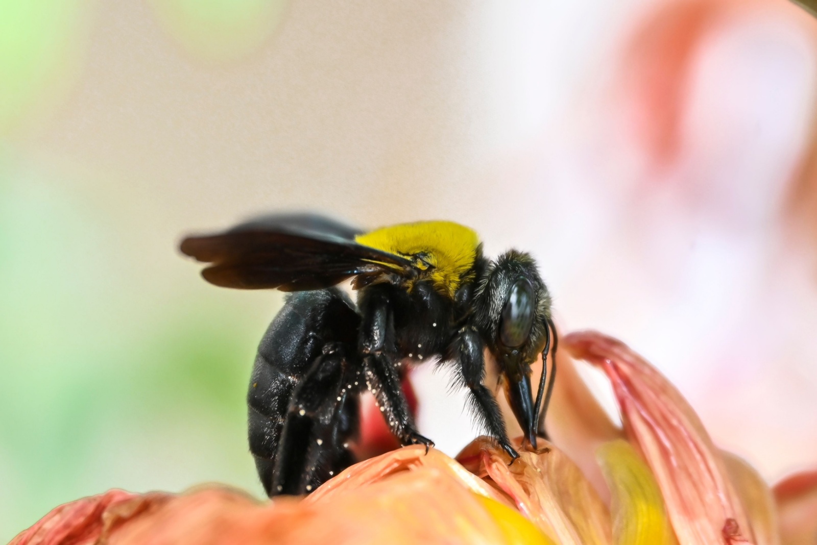 Carpenter bees