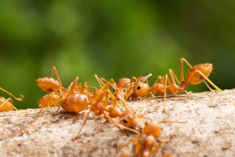 fire ants (featured image)