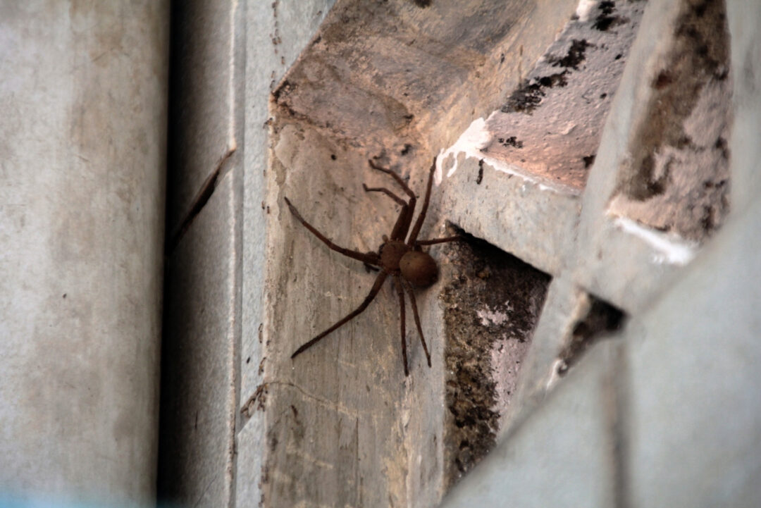 Massachusetts Insects 10 Dangerous Insects You Should Remove Right Away In Massachusetts