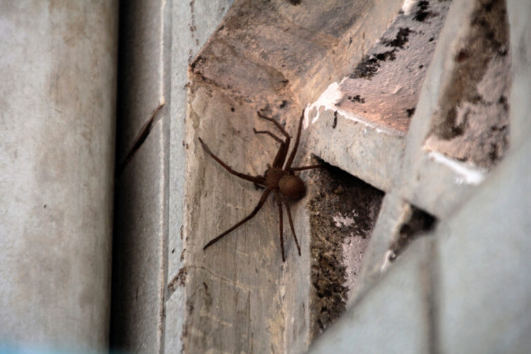 spider (featured image)