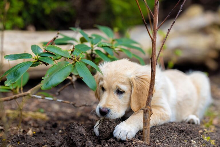 golden retriever puppy in garden