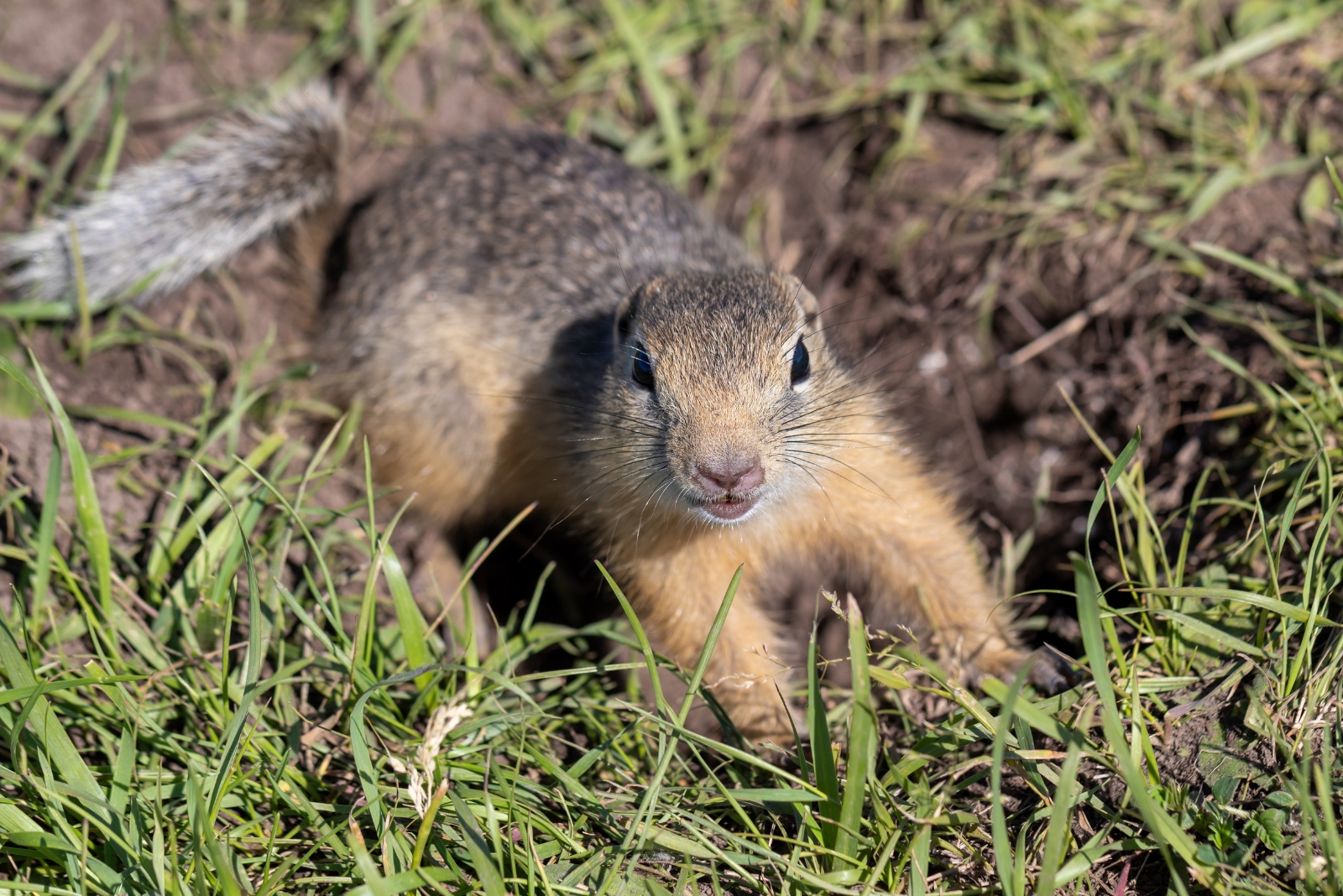 10 Easy Methods Michigan Homeowners Can Use To Stop Gophers