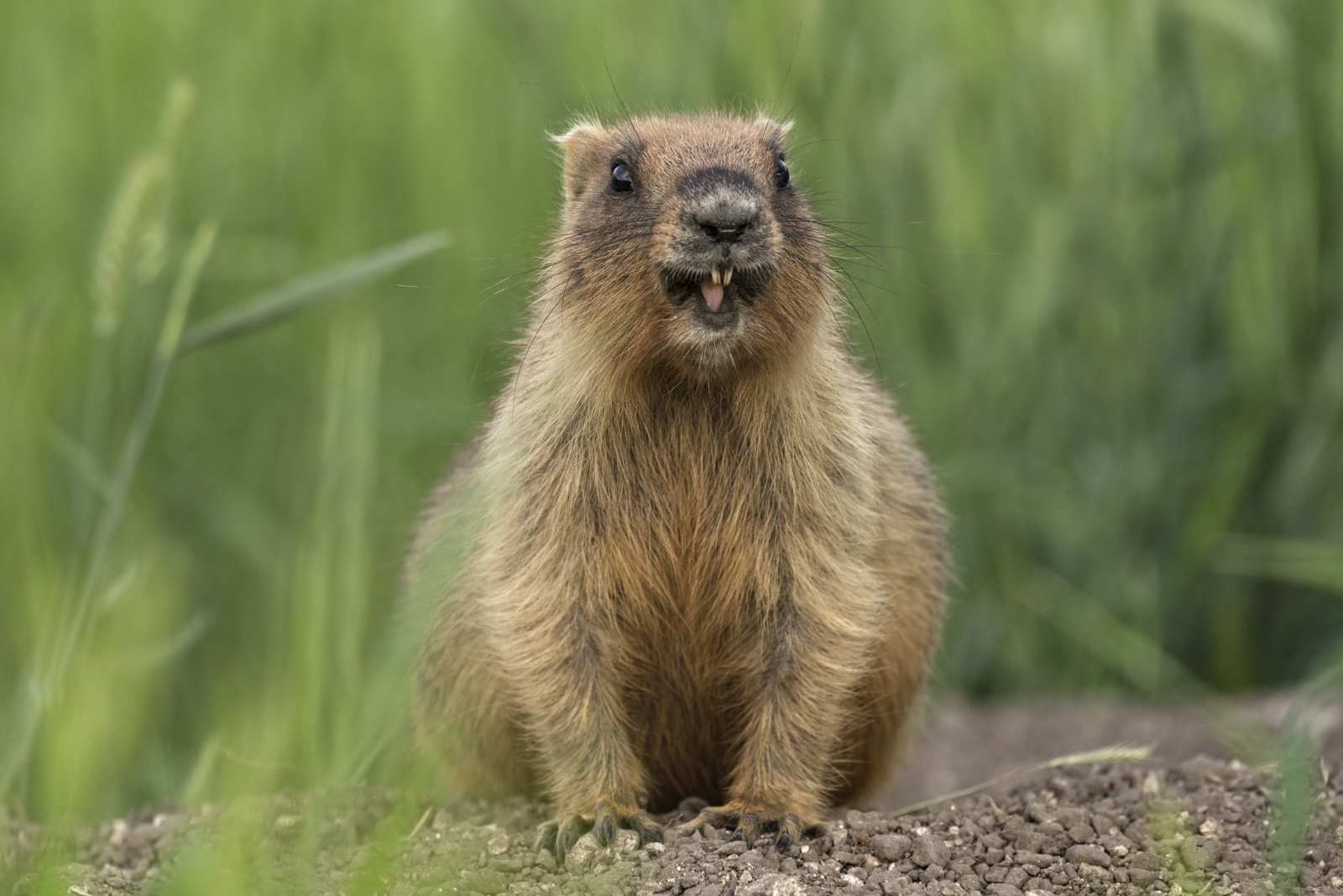 10 Easy Natural Ways To Stop Gophers In Oklahoma Yards