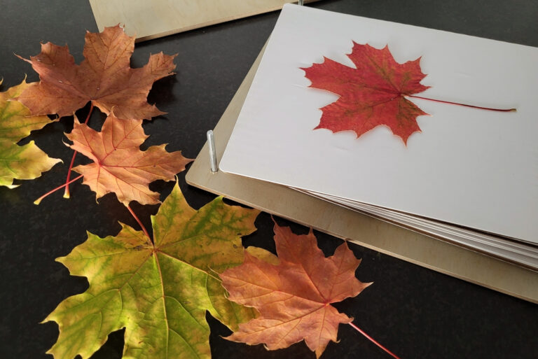 Fall Leaves (featured image)