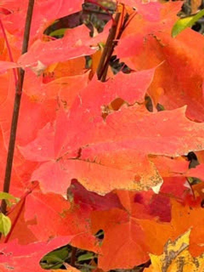 Pick Leaves at Peak Color