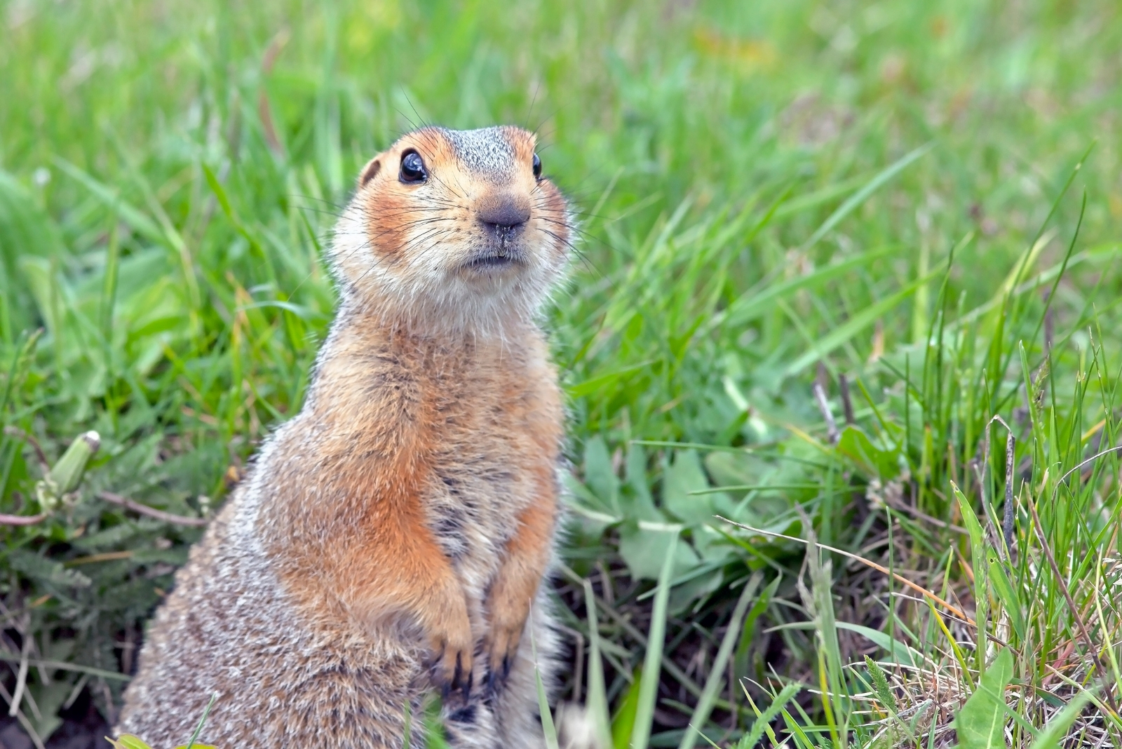 Gopher (featured image)