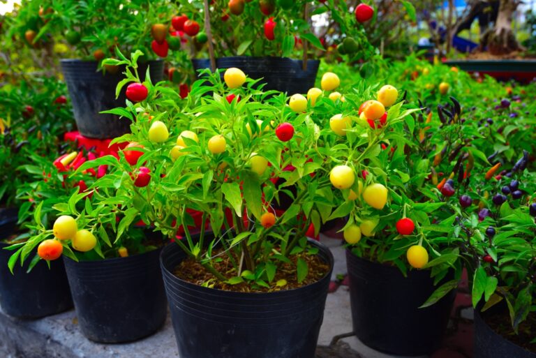 pepper plant (featured image)
