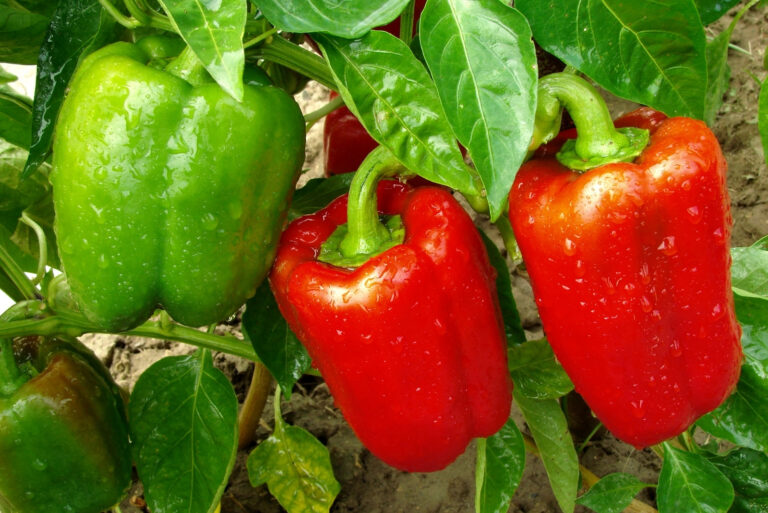 pepper plants (featured image)