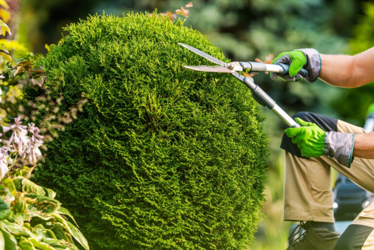 pruning shrubs (featured image)
