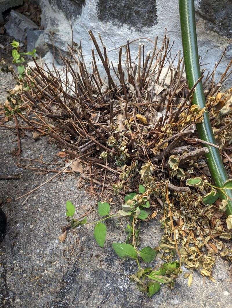 Leaving Dead Plants Against Your Foundation