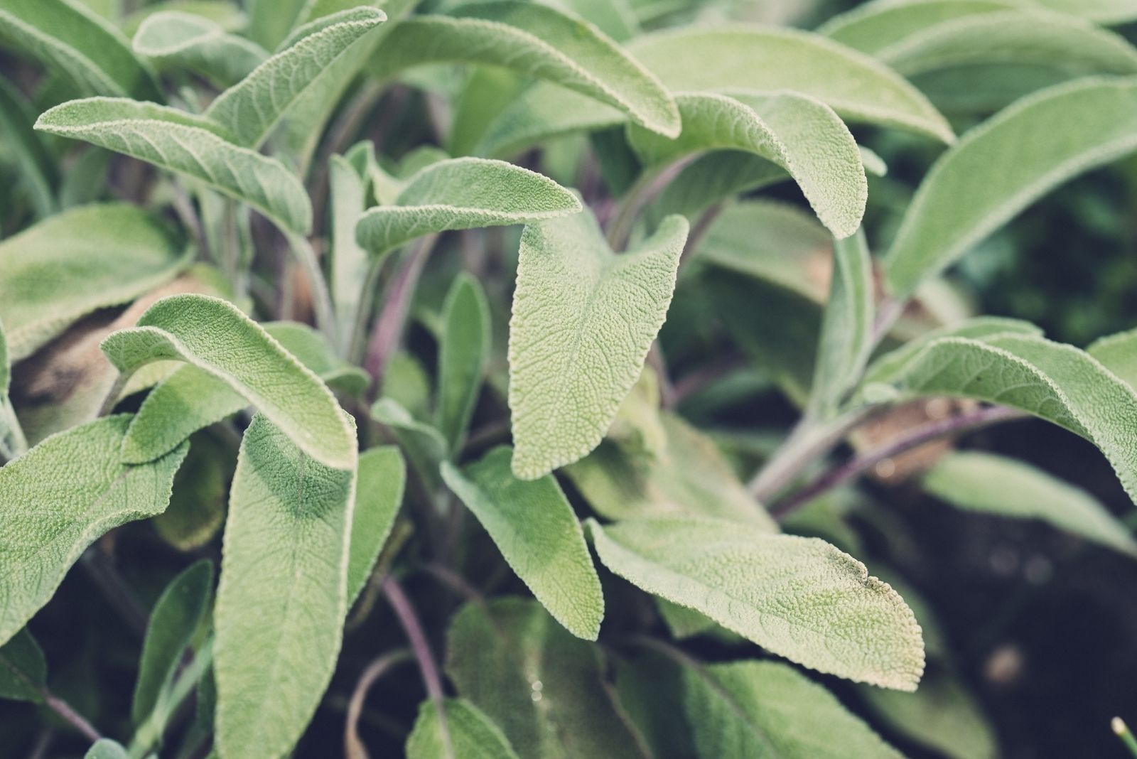 Sage