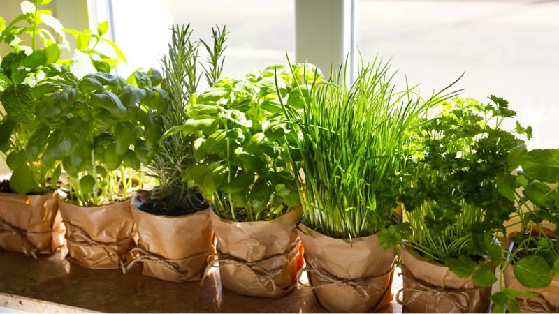 Thyme Handles Idaho's Cold Snaps With Ease