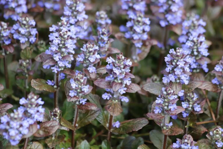 Blue bugle flowers in spring garden
