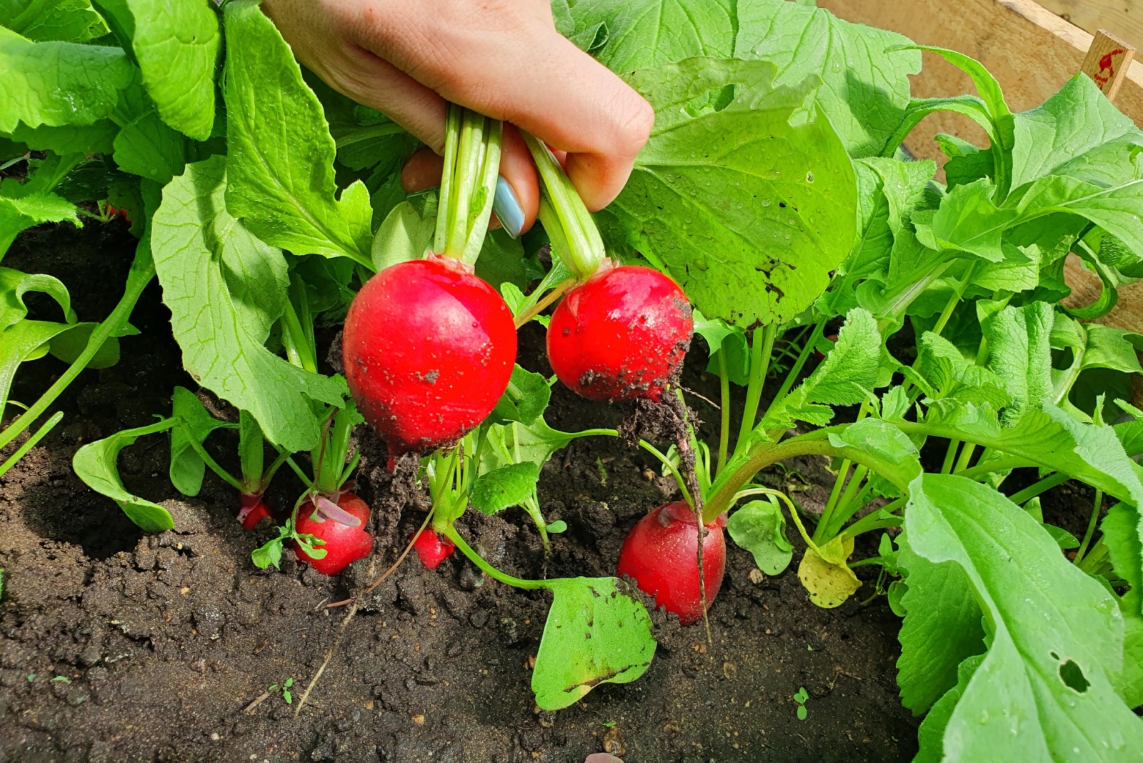radish in garden