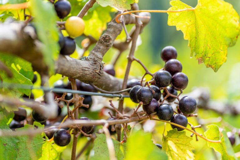 Muscadine Grapes on Trellis