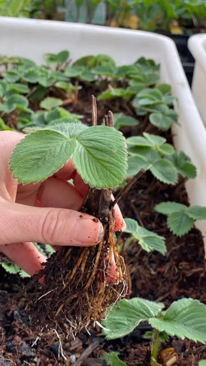 Strawberries For Sweet Spring Rewards