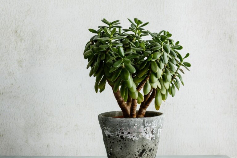 Houseplant Crassula Ovata Jade Plant Money Tree opposite the White Wall.