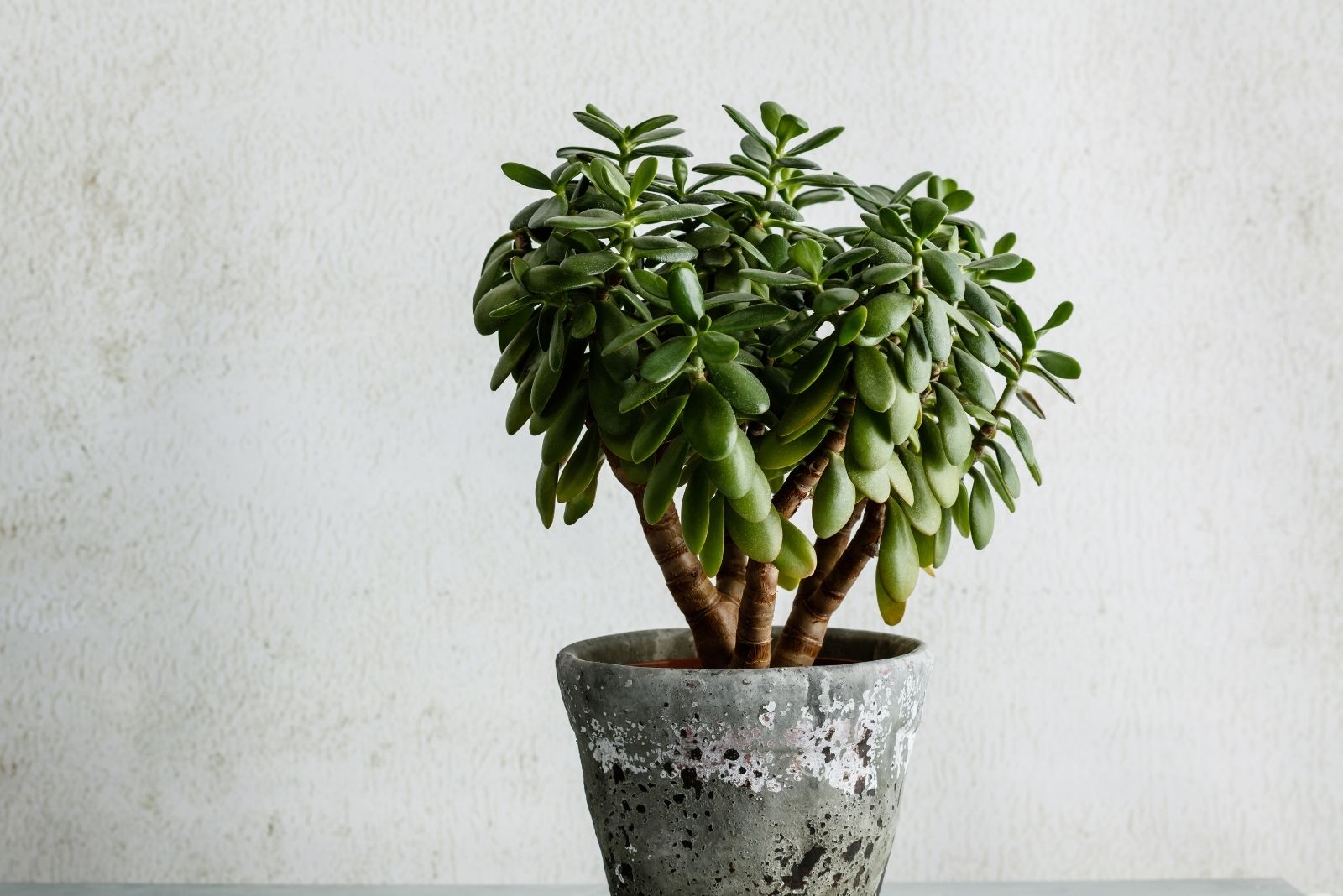 10 Fun And Unique Indoor Plants Arizona Gardeners Love Adding To Their Collection