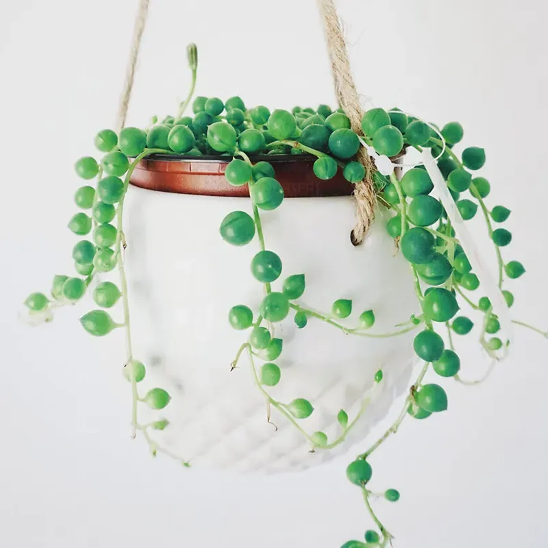 String Of Pearls That Cascade Like Natural Jewelry