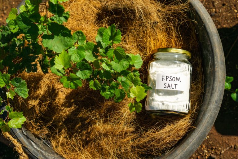 Using epsom salt, magnesium sulfate in home garden and agricultural field concept, for soil improvement