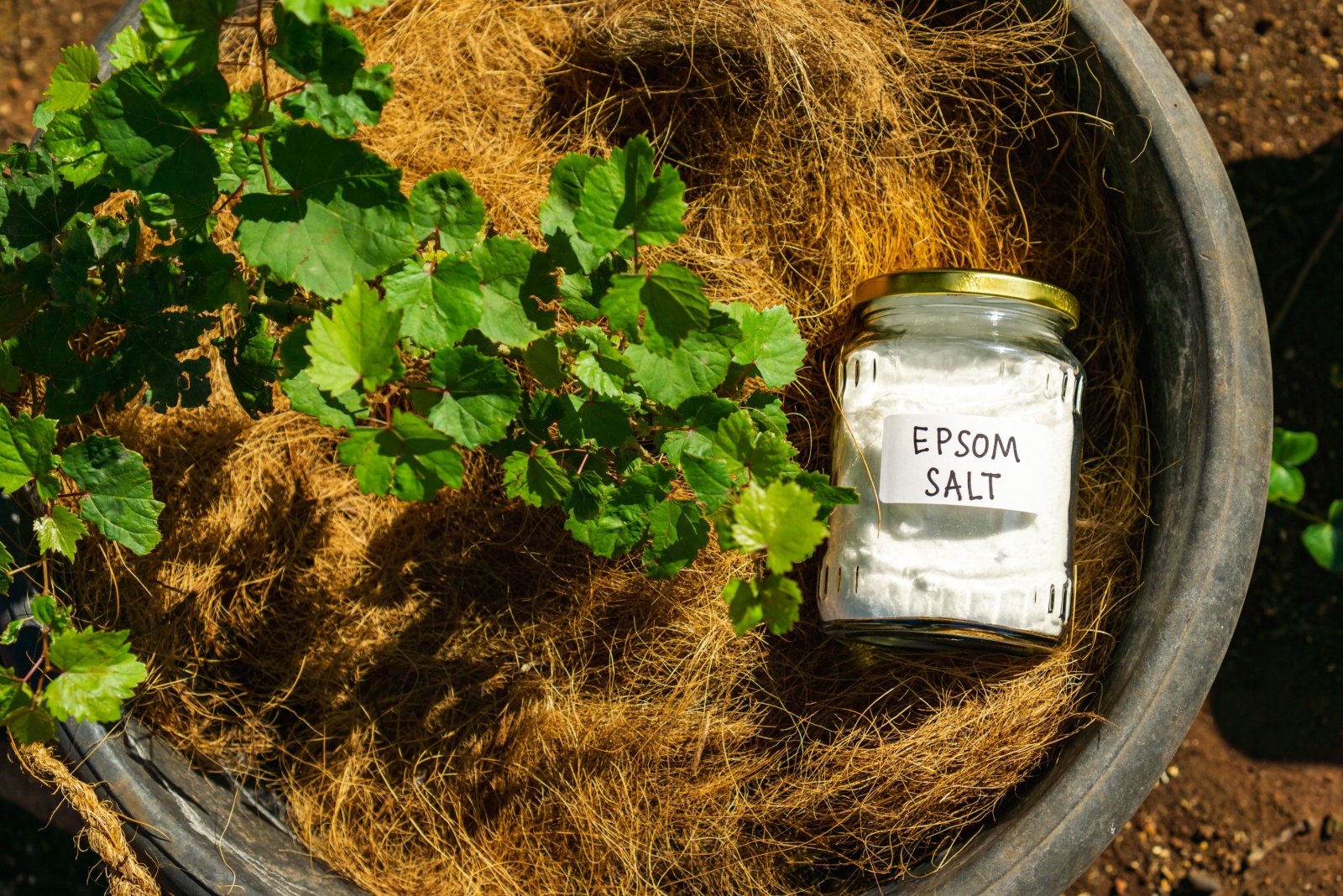 10 Garden Flowers In Florida That Could Use A Boost Of Epsom Salt