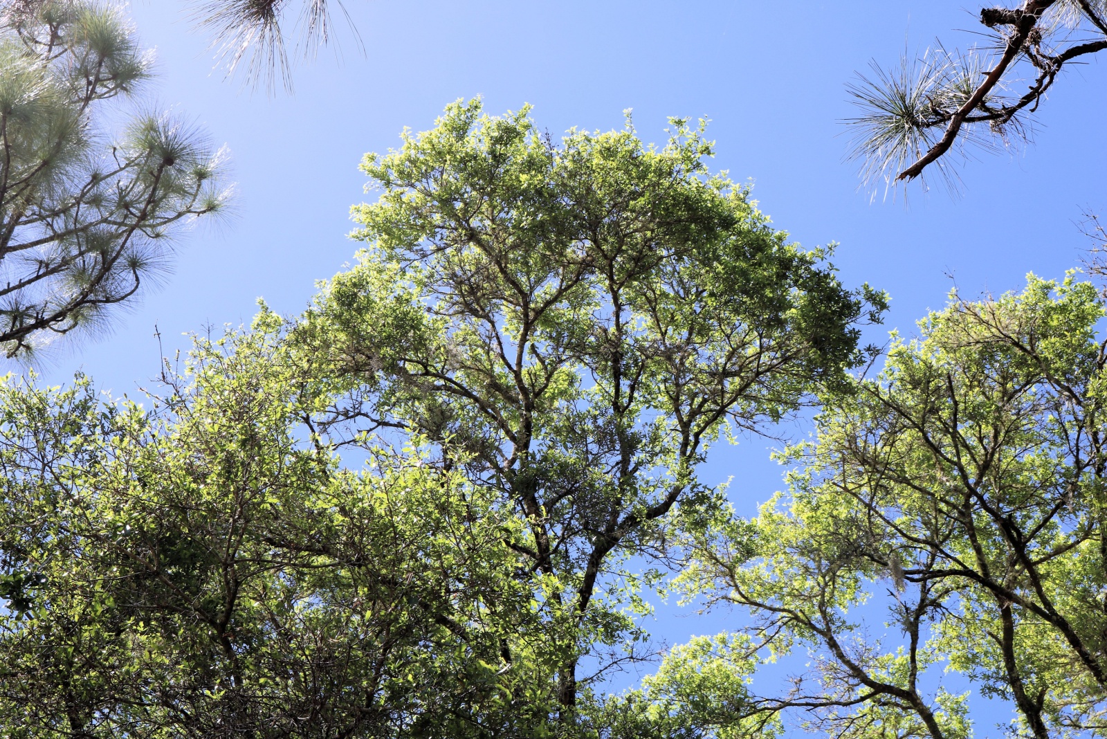 10 Georgia Trees That Could Get You A Fine If You Cut Them Down