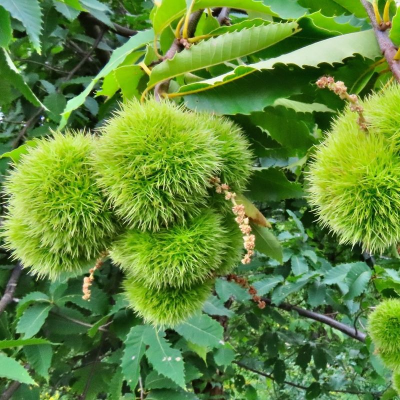 American Chestnut