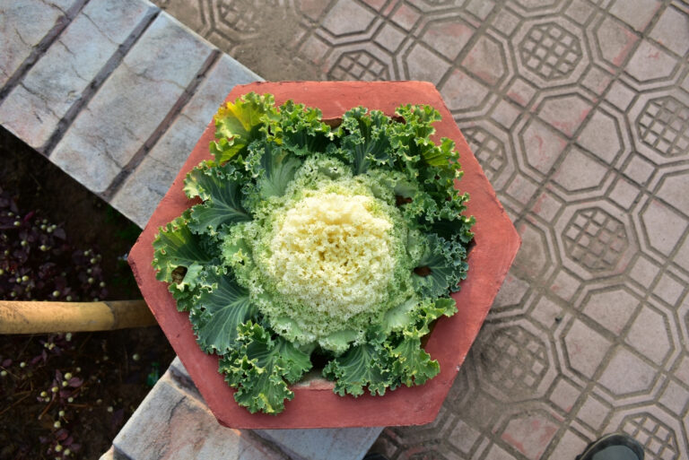 ornamental kale (featured image)