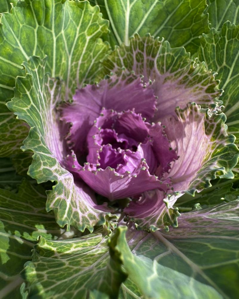 Ornamental Kale