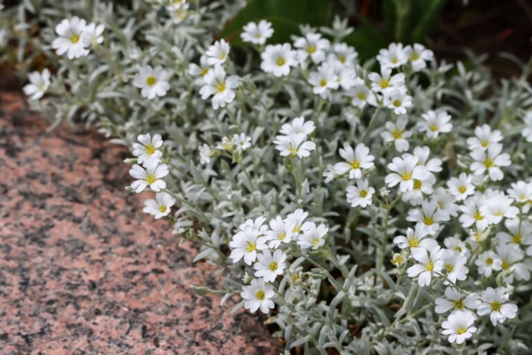 snow-in-summer plant