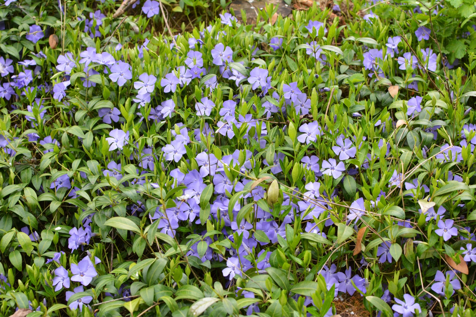 10 Ground Covers That Quickly Fill Bare Spots In Illinois Gardens