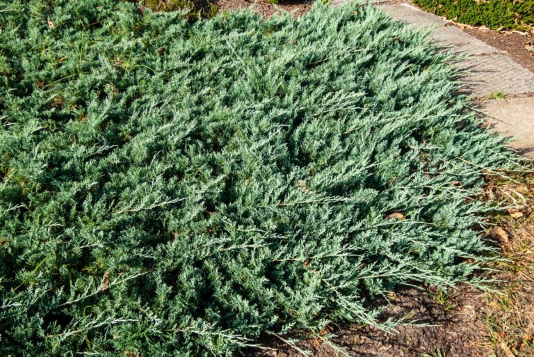 Groundcover (featured image)