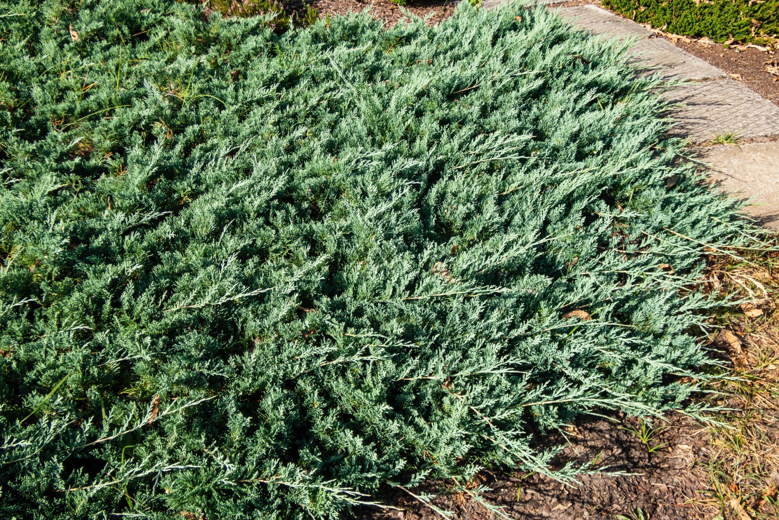 10 Ground Covers That Stay Green All Winter In Wisconsin