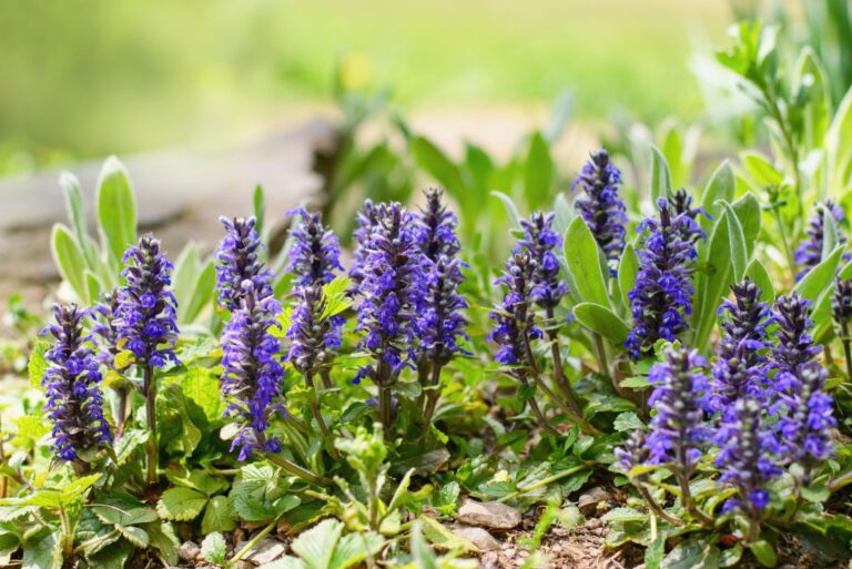 Ajuga, Bugleherb or Bugleweed