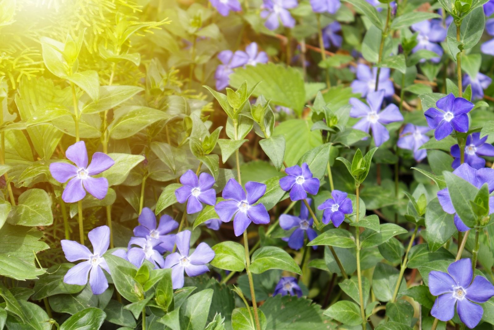 10 Ground Covers Used To Quickly Fill Bare Spots In Massachusetts Gardens