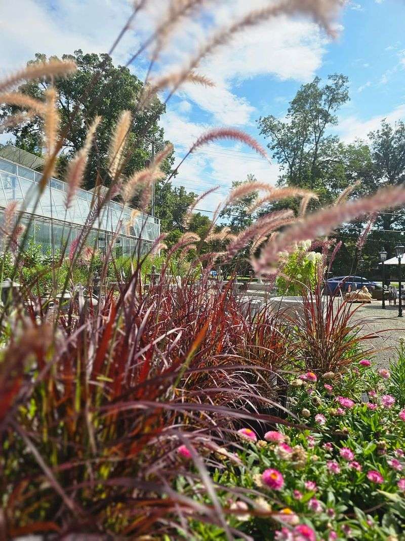 Purple Fountain Grass